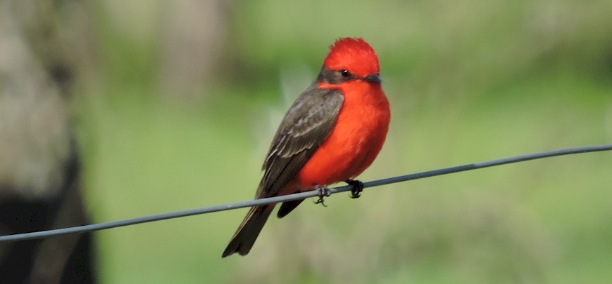 Birdwatching