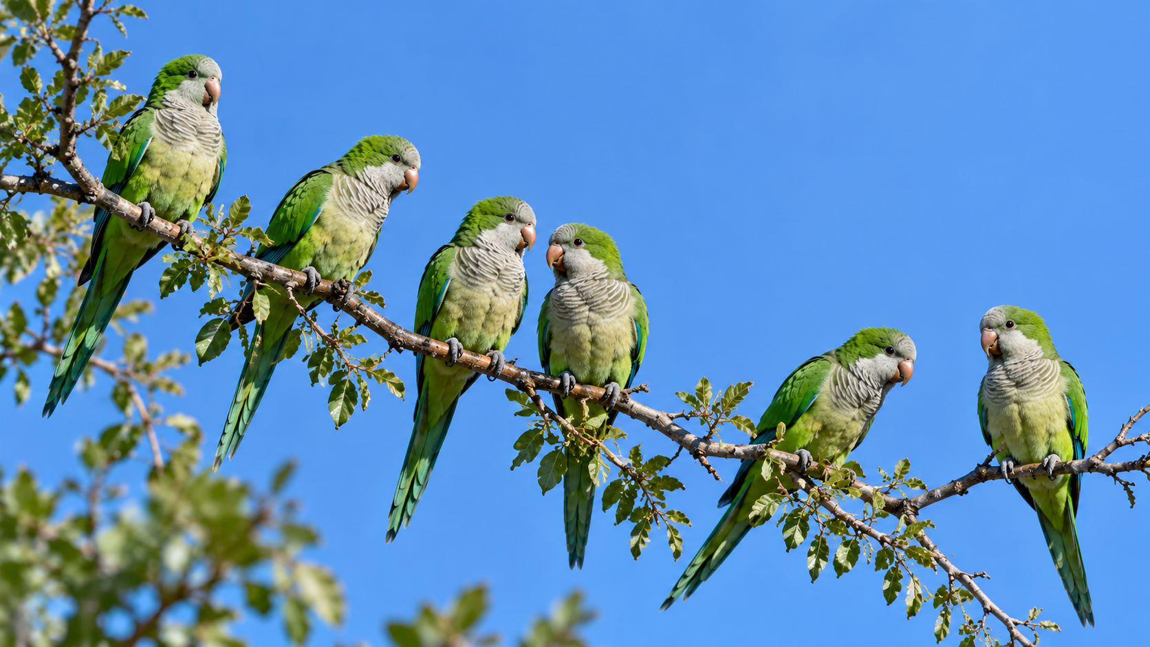 Monk Parakeets in Argentina