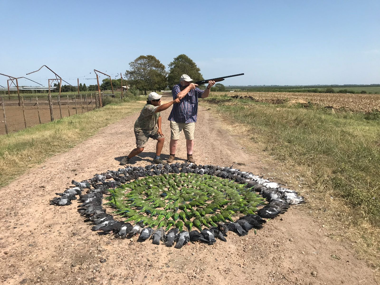Parakeet hunting field setup in Argentina