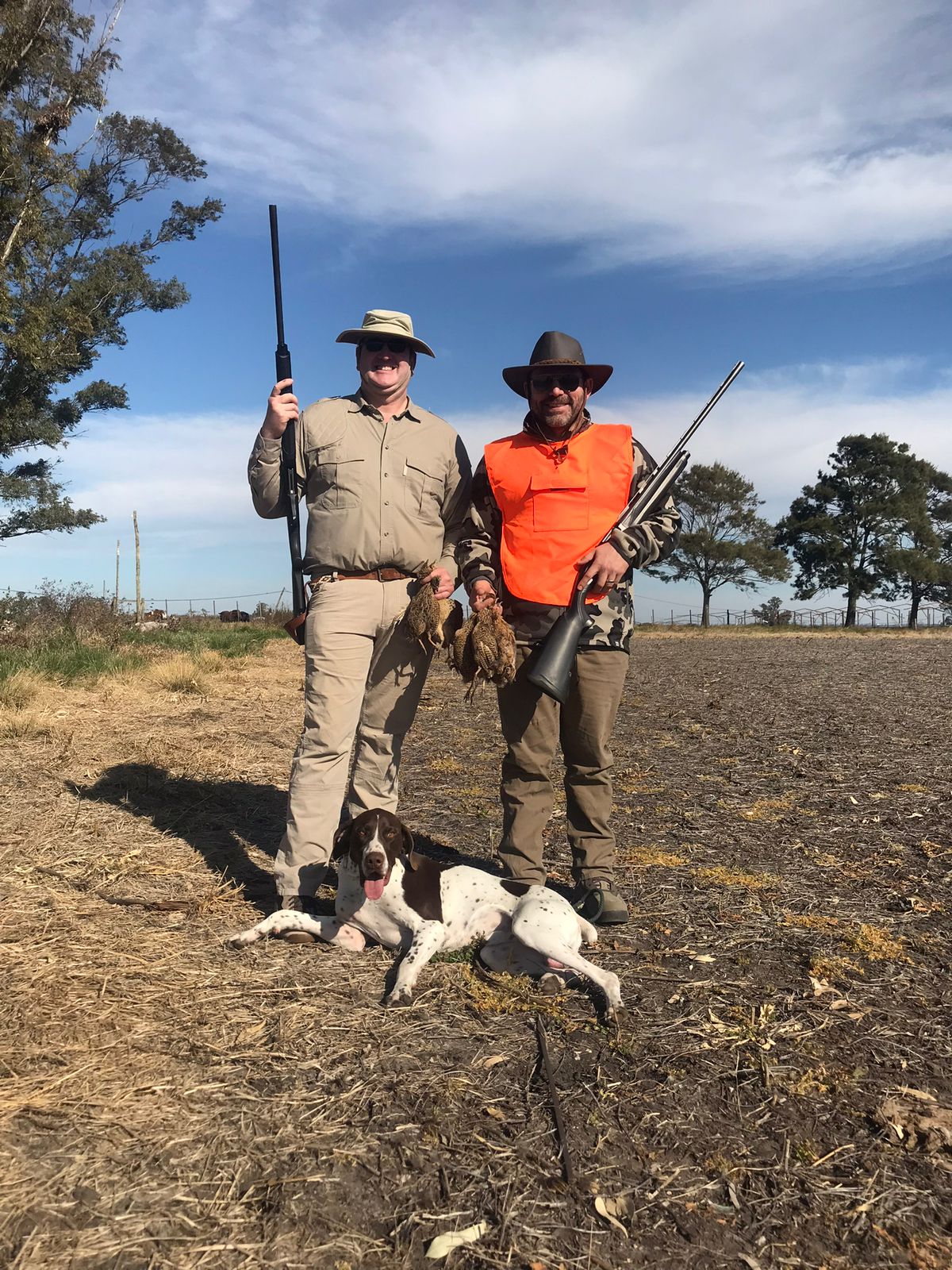 Perdiz hunting over pointing dogs Argentina