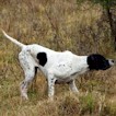 Upland and waterfowl mixed bag Argentina